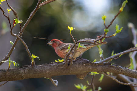 A closeup shot of a bird sitting on a tree branchの写真素材