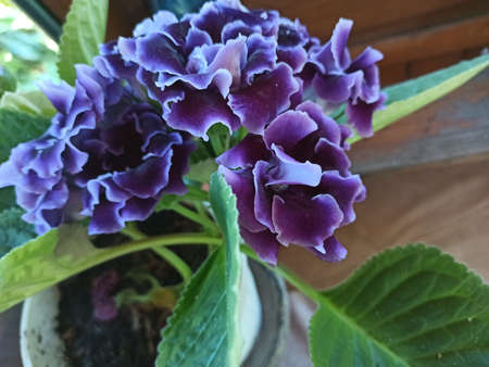 A closeup shot of a purple flower growing on a tree under the sunlightの写真素材