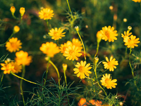 A closeup shot of beautiful yellow chamomile flowers in a fieldの写真素材