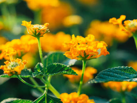 A closeup shot of blooming orange-yellow Lantana Camara flowers in a gardenの写真素材