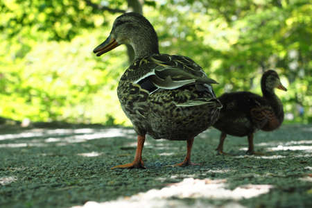 Cute mallard ducks walking in the park in Halifax, Canadaの写真素材