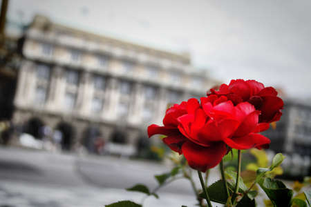 A selective focus shot of a beautiful red flower in an urban area with buildings in the backの写真素材