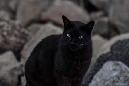 A closeup of a black cat under the lights with rocks on the blurry backgroundの写真素材