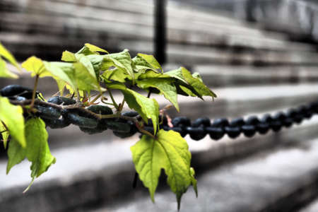 A closeup shot of a green plant on a metal ropeの写真素材