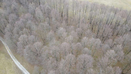 An aerial view of a landscape with dry trees at daytime - perfect for background