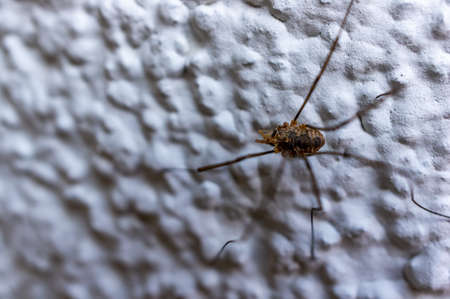 A scary and dangerous spider with long legs on the white wallの写真素材