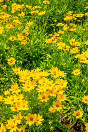 The  blossomed beautiful, yellow Lance-leaved coreopsis flowersの写真素材