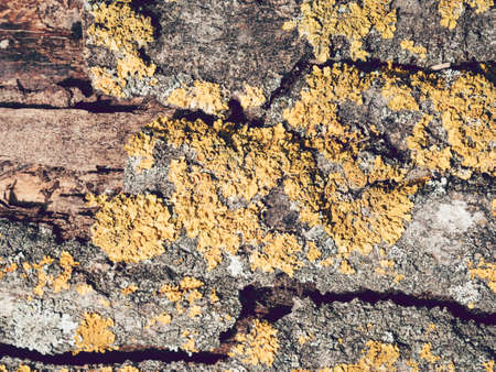 A closeup shot of a yellow lichen on the bark of a treeの写真素材