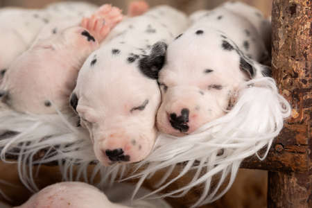 A high angle shot of cute little dalmatian newborn puppies sleeping on a fluffy blanketの写真素材