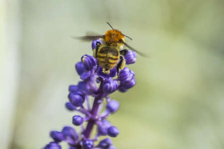 A macro shot of a bumblebee collecting pollen from lavender