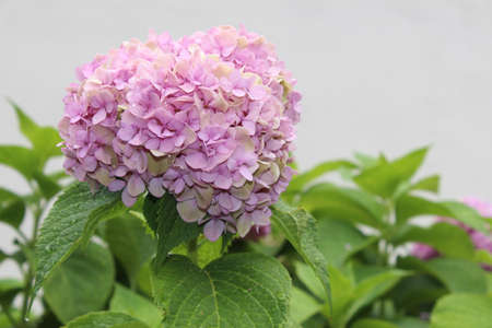 A selective focus shot of an exotic pink flower with beautiful leaves captured at daylight