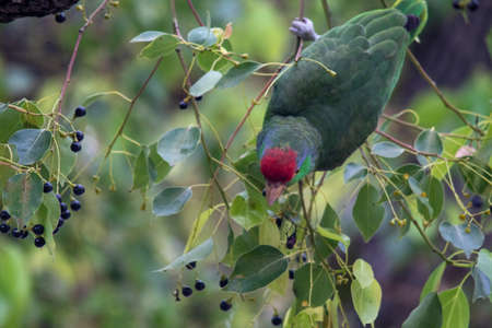 A closeup shot of a parrot eating berries