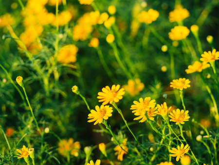 A closeup shot of beautiful yellow chamomile flowers in a field