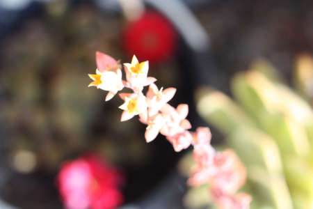 A closeup shot of a beautiful Hoya carnosa  flower bud under the sunlight