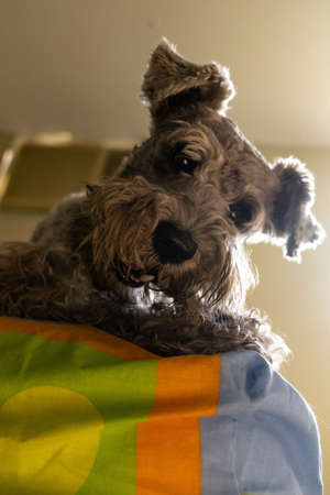 A vertical shot of a cute Miniature Schnauzer lying on the blankets under the lightsの写真素材