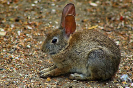 A closeup shit if a domestic rabbit on the ground