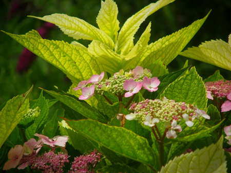A closeup shot of Double flowered pink Hortensia, Hydrangea Macrophylla flowers, in a garden