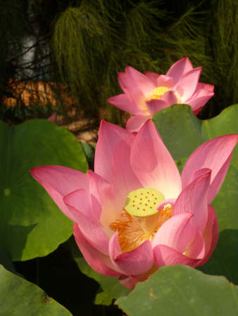 A vertical closeup shot of pink lotus flowers on a greenery background - The breeze of summer lightly touches the lotus fieldの写真素材