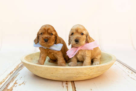 A selective focus shot of two cute Cocker Spaniel puppies with pink and blue bows in a wooden bowlの写真素材