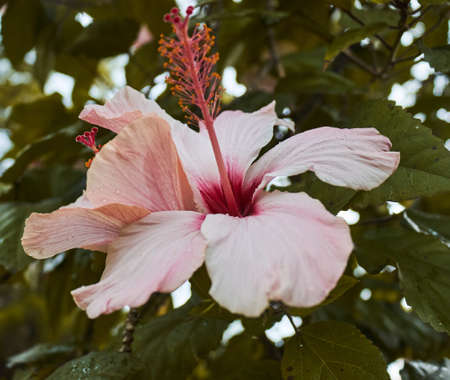 A closeup shot of the blossomed, pink Chinese hibiscus flower in the gardenの写真素材