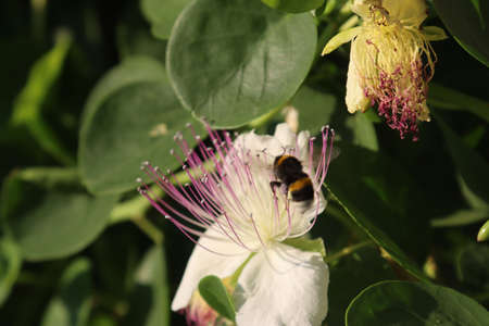 A macro shot of a bee sitting on a beautiful white caper flower