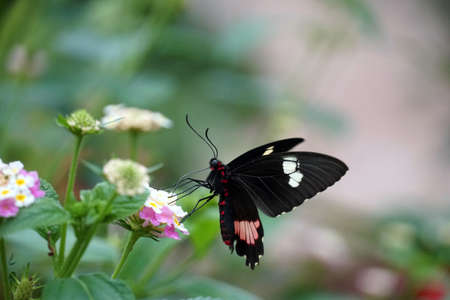 A closeup shot of a butterfly on a beautiful flower in a garden