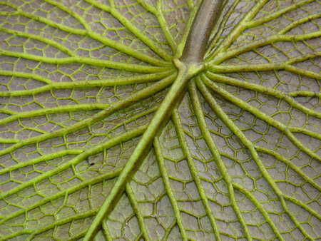 A closeup shot of a leaf texture with vibrant green veinsの写真素材