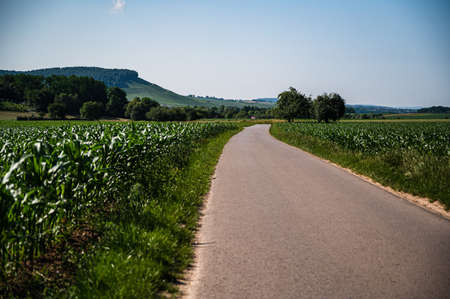 A road surrounded by a green field of corn and trees