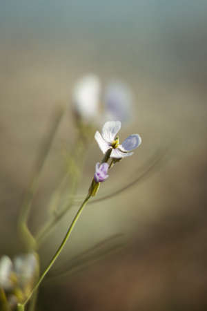 A vertical selective focus shot of white cardamine pratensis