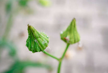 A selective focus shot of exotic unbloomed flower buds captured in a garden on a sunny day