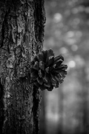 A vertical greyscale closeup shot of a cone on the trunk of a pine treeの写真素材