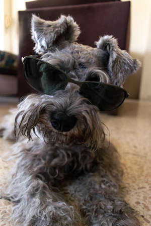 A vertical shot of a funny miniature schnauzer with sunglasses lying on the floor under the lightsの写真素材