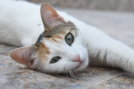 A white and gray cute European cat on a gray cement backgroundの写真素材