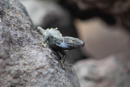 A horizontal shot of a lizard on a huge rock at a beautiful peaceful beach
