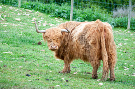 A closeup shot of a Domestic yak standing on the grass with bushes on the backgroundの写真素材