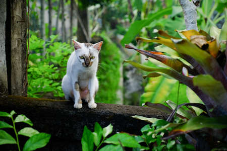 A cute fluffy short-haired domestic cat standing on a tree branch in a forestの写真素材