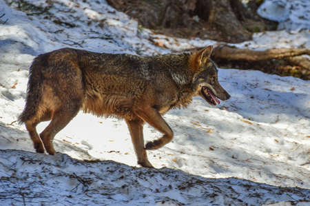 An Iberian wolf in the snowy woods of a Lacuniacha Piedrafita Wildlife Park in winterの写真素材