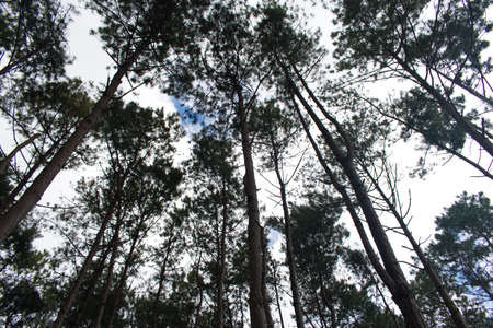 A low angle shot of a tall pine trees in the woods against a white sky