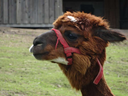 The cute and fluffy brown llama with white marks in the zooの写真素材