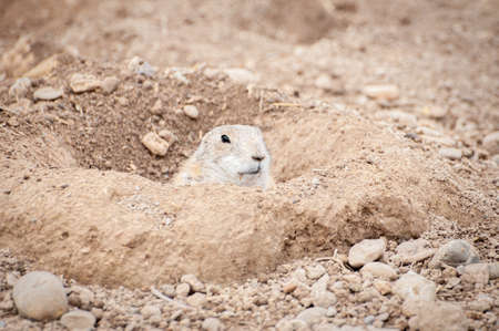 A closeup shot of a Gopher in the hole in the ground at daytimeの写真素材
