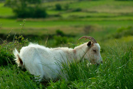 A white goat grazing on the pasture at daytimeの写真素材