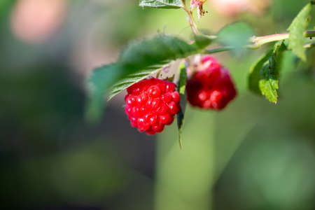 The two tiny raspberries on the bush branch and its leaves in the blurred backgroundの写真素材