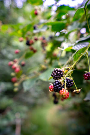 A closeup shot of fresh blackberries on a blurred backgroundの写真素材
