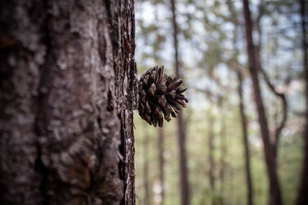 A closeup shot of a cone on the trunk of a pine treeの写真素材