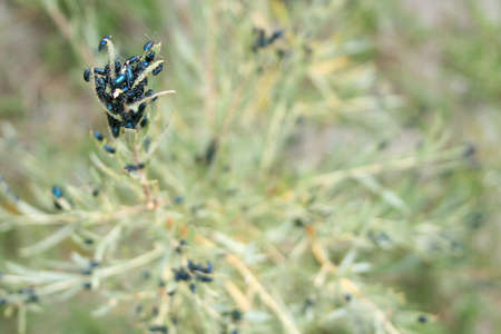 A close up shot of ants gathered on a plant  in a blurry backgroundの写真素材