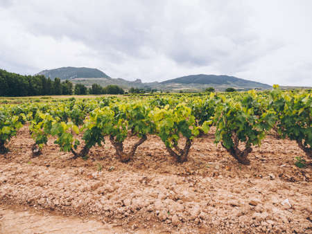 A beautiful scenery of vineyards in La Rioja, Spain at daytime