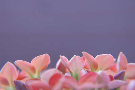 A closeup shot of orange small flowers with blurred backgroundの写真素材