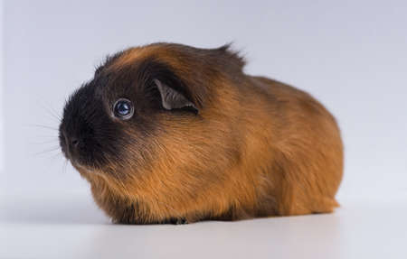 A closeup shot of guinea pig isolated on a white backgroundの写真素材