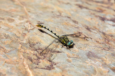A selective focus shot of tiger dragonfly on a stone