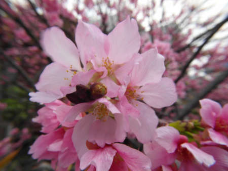 A closeup shot of blooming pink cherry blossom flowers at daytimeの写真素材